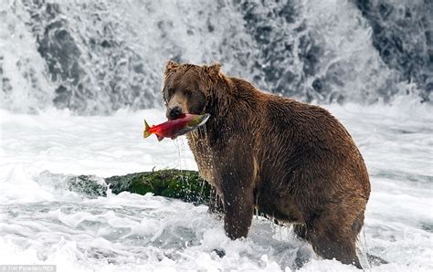 Photographer Tim Plowden Spends Month Capturing Alaskas Wildlife And
