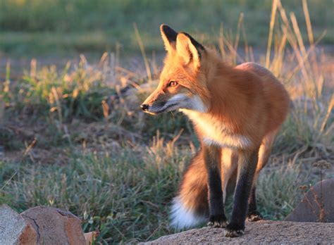 What To Do When Foxes Move In The National Wildlife Federation Blog