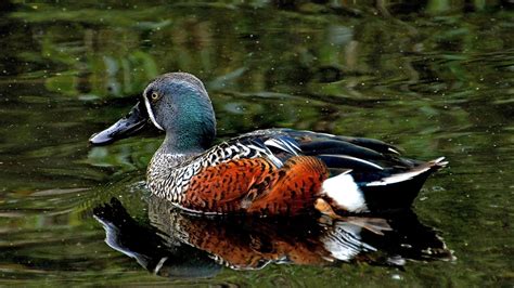 Petition · Ban Duck Shooting In New Zealand Save Our Native Duck