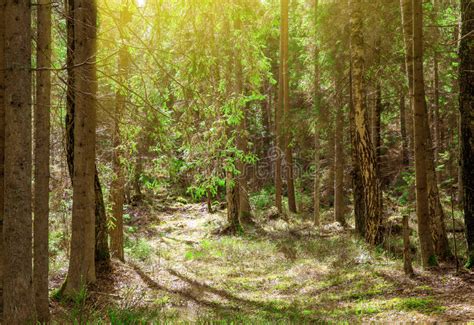 Magic Spring Forest With Sun Rays Stock Photo Image Of Forest