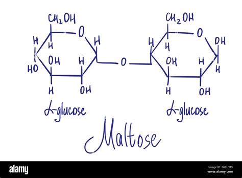 Maltose Chemical Structure Vector Illustration Hand Drawn Stock Vector