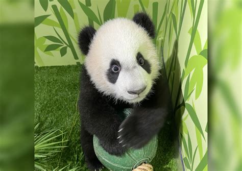 Singapore Born Panda Cub Le Le Figures Out How To Climb Trees Internet