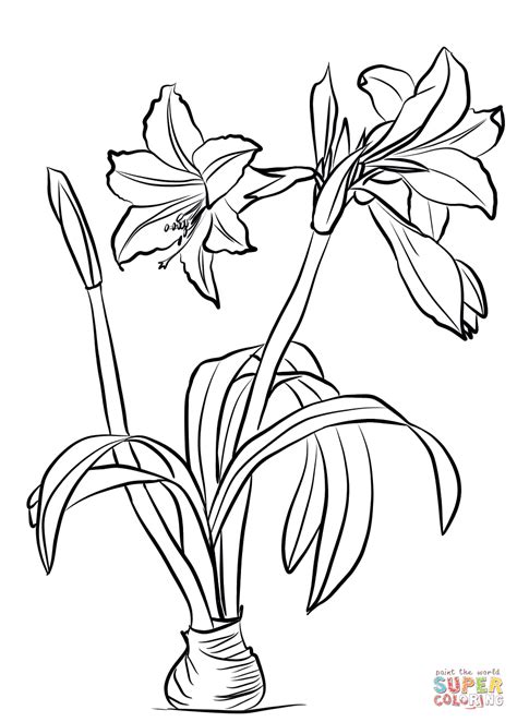 Amaryllis Brasiliensis Coloring Page Free Printable Coloring Pages