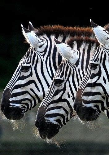 Zebras Beautiful Creatures Animals Beautiful Animals And Pets Cute