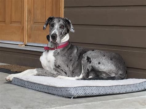 Find great dane in dogs & puppies for rehoming | find dogs and puppies locally for sale or adoption in ontario : Miracle is a beautiful Mantle marked merle Great Dane ...