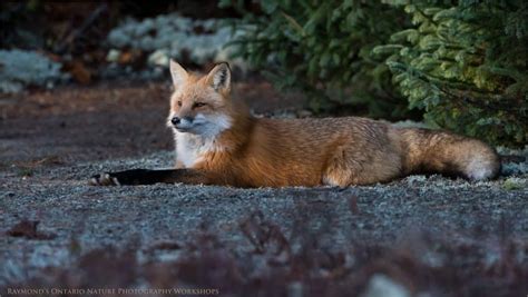 Red Fox Focusing On Wildlife