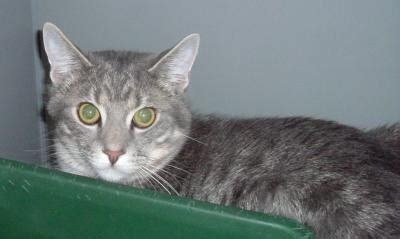 Coat colorations have no identifying personality tr. Grey Tabby Domestic Shorthair Male Cat at Vetwest Yokine ...
