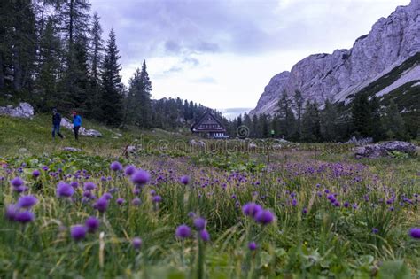 Beautiful Triglav Lake Valley In Triglav National Park In Slovenia