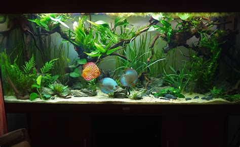 100gallon Fully Planted Low Tech Discus From Cambridge Uk Discus