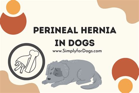 Perineal Hernia In Dogs Effective Treatment Simply For Dogs