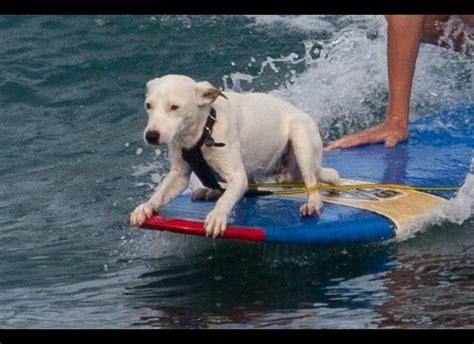 Active Animals Cute Pets Working On Their Beach Bods Huffpost