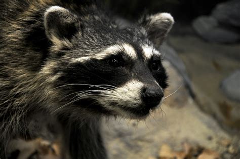 Close Up Of Raccoon Face Free Stock Photo Public Domain Pictures