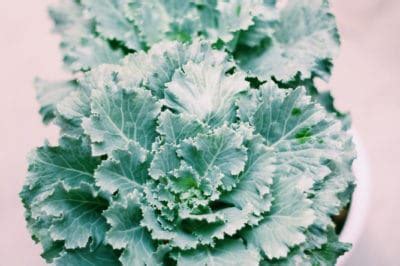 It requires little maintenance and a single plant whether you decide to start these plants indoors or outside, the beauty of growing kale is that it's kale tolerates partial shade, so if your garden doesn't get lots of sun, you can still grow this leafy. Growing Kale Indoors » Top Tips for Growing Anywhere