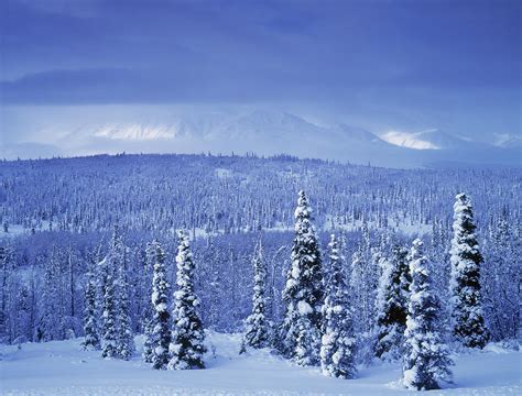 Kluane National Park Winter Yukon Photograph By Darwin Wiggett