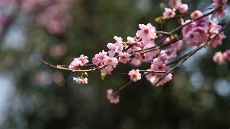 Download 2560x1440 Wallpaper Blur Bokeh Cherry Blossom