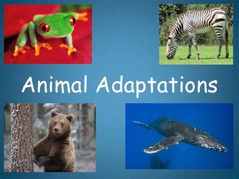 Lets Learn How Animals Adapt In Their Environment Year 6 Blog