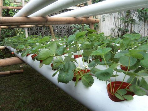 Goducate Pilots Hydroponics Strawberry Production In