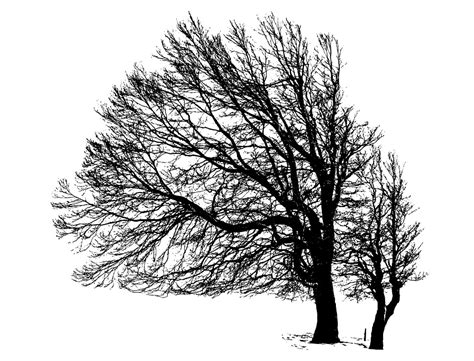 Tree Silhouette Winter · Free Image On Pixabay