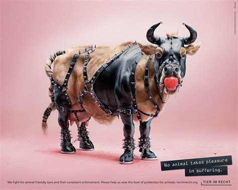 No Animal Takes Pleasure In Suffering Tir Launches New Campaign