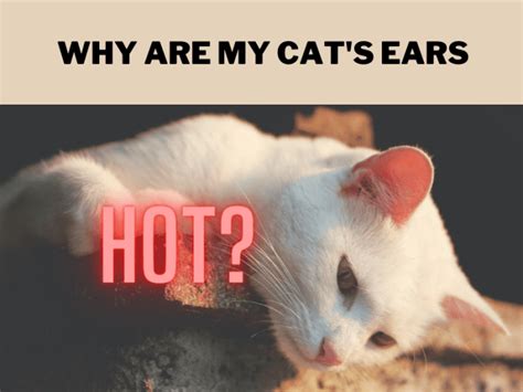 My Cats Ears Are Hot 6 Reasons For Concern Pethelpful