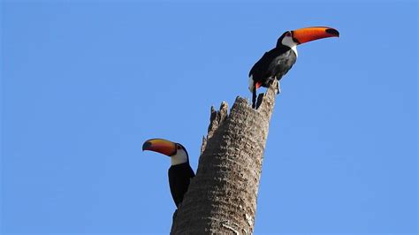 Toco Toucan Couple In The Nest Ramphastos Toco TucanuÇu Tucano Toco