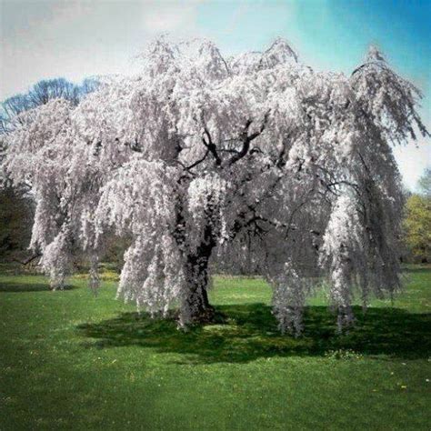 White Weeping Cherry Prunus Subhirtella Var Pendula The Tree Center