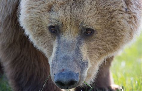 Jeremy Bears Brown Bears Hallo Bay Katmai National Park