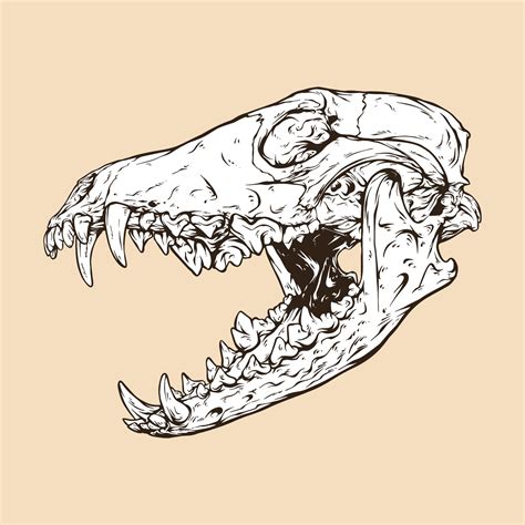 Coyote Skull Head Vector Illustration 12352013 Vector Art At Vecteezy