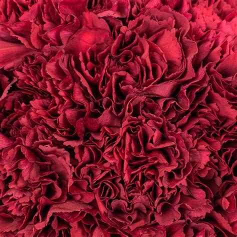 Wholesale Burgundy Carnation Flowers ᐉ Bulk Burgundy Carnation Flowers