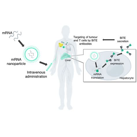 Repeated vaccination and s&p500 inclusion support the generous moderna (nasdaq: The in vivo bioreactor: synthetic mRNA emerges as a new ...