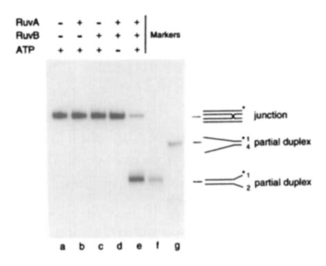 RuvA And RuvB Promote Unidirectional Branch Migration Of The Asymmetric