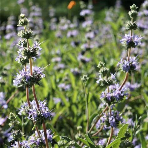 We did not find results for: Salvia 'Bee's Bliss'