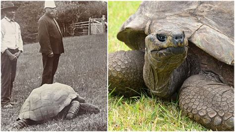 190 Year Old Jonathan Becomes Worlds Oldest Tortoise Ever In 2022