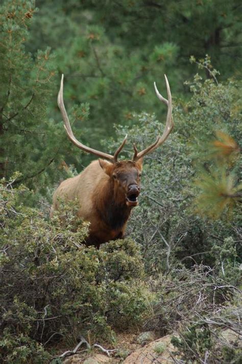 Bull Elk Shutterbug