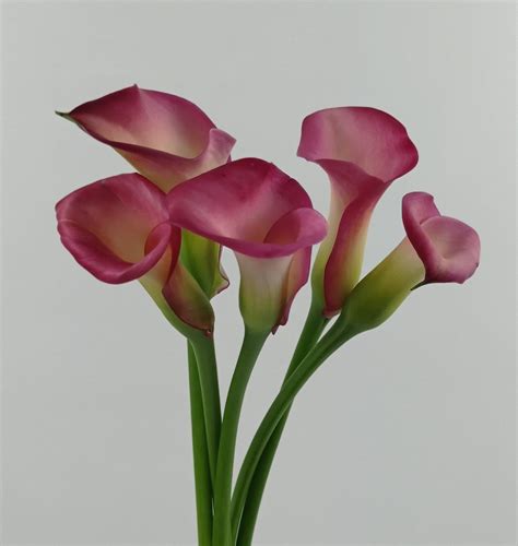 Pink Calla Lilies Exquisite And Delicate Floristika Bangsar