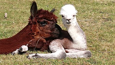 Tierpatenschaft Für Ein Alpaka Beginental Lamas And Alpakas