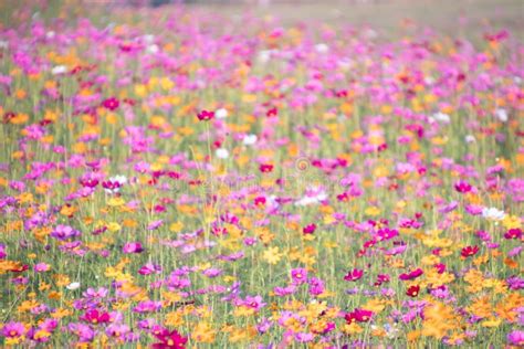 Pink And Yellow Cosmos Flower Field Backgroundbeautiful Cosmos Flower