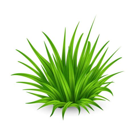 Clump Of Grass Illustrations Royalty Free Vector Graphics And Clip Art