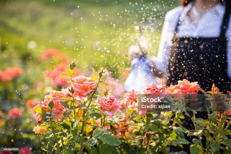 Menyiram Bunga Taman Dengan Sprinkler Foto Stok Unduh Gambar Sekarang