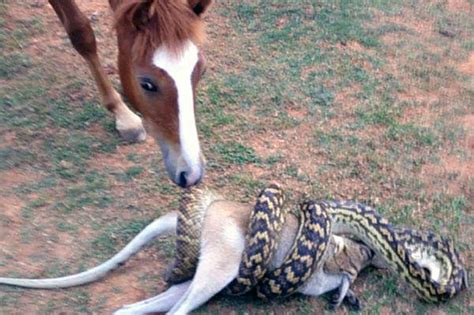 Moment Python Devours Entire Wallaby Whole In Queensland Australia