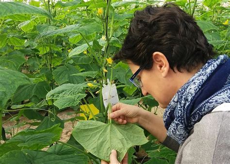 Agrobío consolida sus soluciones de control biológico para un cultivo