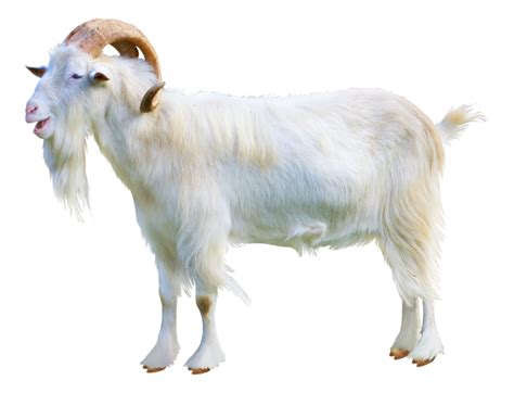 Goat Download Transparent Png Image Png Arts