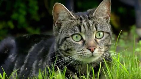 Why Do Cats Hunt Cats Uncovered Bbc Earth Youtube