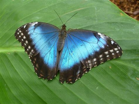 Exotic Tropical Butterflies Hgtv