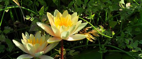 Download Wallpaper 2560x1080 Water Lilies Steam Stems Leaves Water