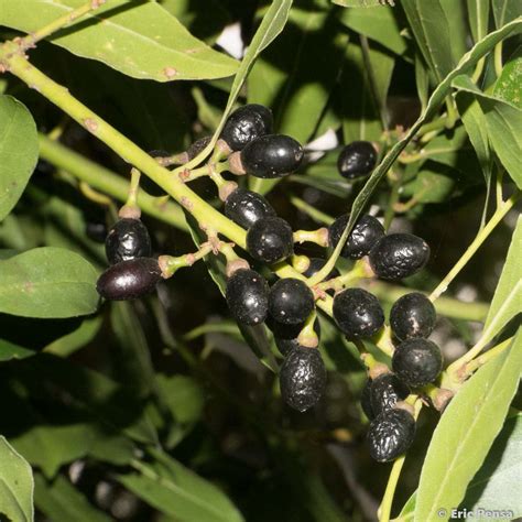 Le Laurier - sauce Laurus nobilis