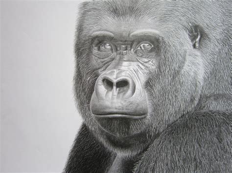 Graphite Gorilla Drawing Pencil Drawing By Barry Gray Artfinder