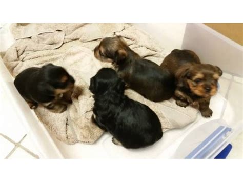 1280 x 960 jpeg 111 кб. s Yorkie puppies ready for a Good Home small size teacup ...