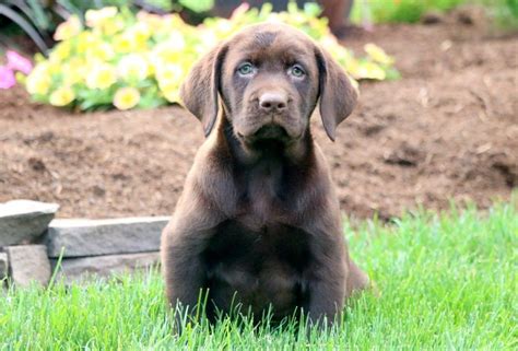 Silver labrador puppies for sale nc. Akc Chocolate Lab Puppies For Sale Near Me