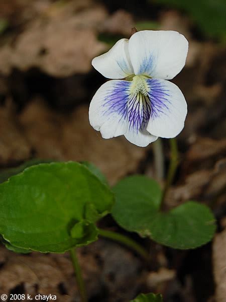 Viola Sororia Common Blue Violet Minnesota Wildflowers